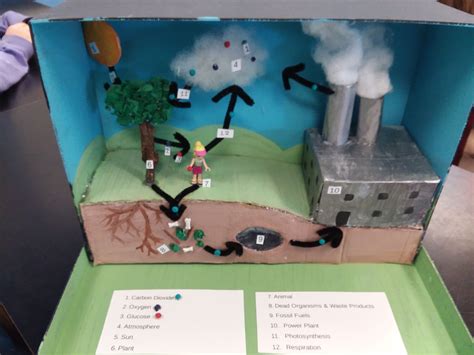 Ecosystem Project Photosynthesis Respiration Carbon Cycle Activity