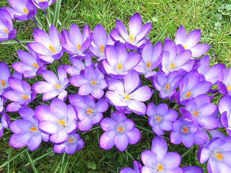 Crocus Flower Violet Free Photo On Pixabay Pixabay