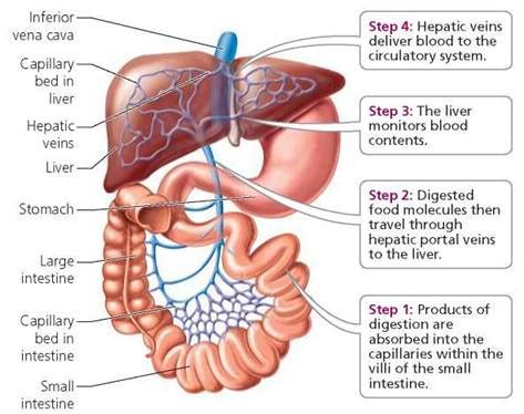 Or sometimes, they may form because of a blow to they can be caused by conditions like diverticulitis or liver disease, or even by birth control pills. The Digestive System - Biology of Humans