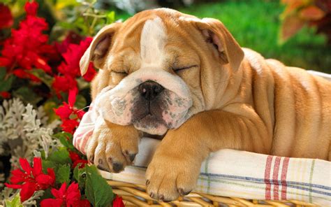 Сухой корм royal canin french bulldog 30 для щенков. French Bulldog Wallpapers HD | PixelsTalk.Net