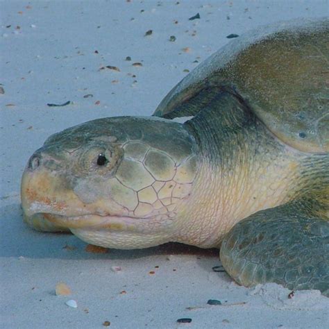 Sea Turtle Reproduction Gulf Islands National Seashore Us National