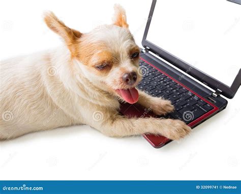 Chihuahua And Computer Royalty Free Stock Photography Cartoondealer