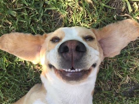 Baxter The Happy Beagle Smiling Posted On Rall Before Rpuppysmiles