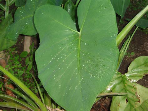 Daun pokok keladi tikus berbentuk seperti jantung dan berwarna hijau segar. Herba & Tumbuhan: POKOK KELADI TIKUS