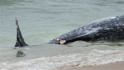 Photos Dead Whale Washes Ashore Near Kelly Beach In Half Moon Bay