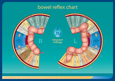 Integrated Iridology® Bowel Reflex Chart Integratediridology