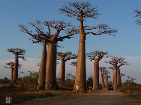 southern africa s ancient baobab trees are dying news