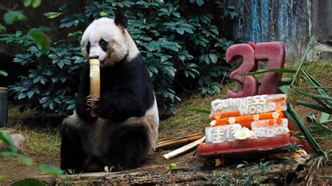 Panda Diplomacy Charting Chinas Reform And Opening Up Cnn