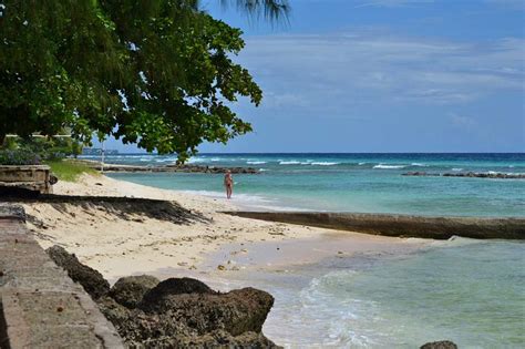 Coast Palm Trees Beach Picture Free Barbados Photos