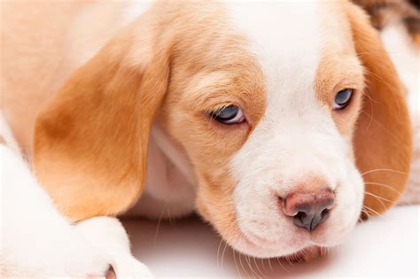 1920 x 1080 jpeg 120 кб. Beagle Puppy On White Background Puppy Picture ... 0084