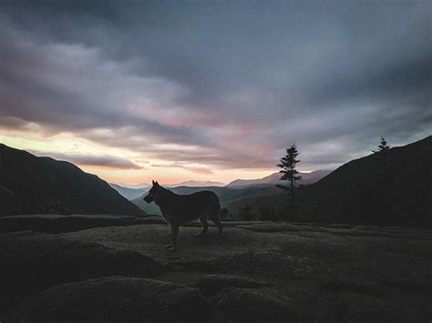 Sunrise Silhouette On Mount Willard Nh Photograph By Amber Maclean