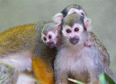 Monkey Anteater Kangaroo Born At Busch Gardens Temple Terrace Fl Patch