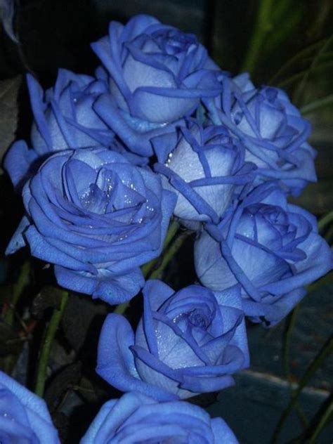 For almost 60 years david austin has been breeding exquisite english roses. Beautiful blue roses | WireSmash
