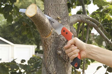 How To Cut Tree Branches Better Homes And Gardens