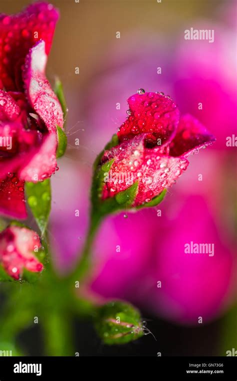 Buds Of Roses In The Drops Dew Closeup Stock Photo Alamy