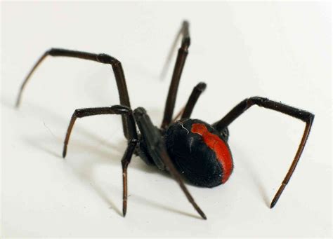 Hidden Housemates The Australian Redback Spider