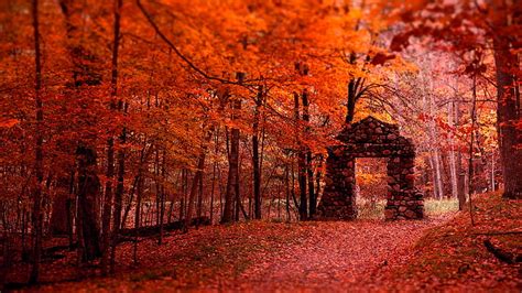 Hd Wallpaper Nature Autumn Alley Fall November Forest Tree