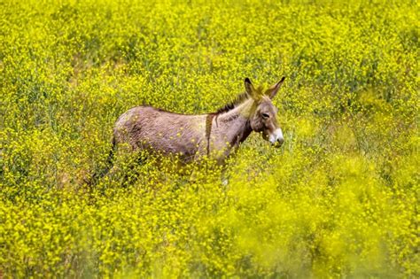 How A Proposed Riverside County Ordinance Could Save Wild Burros