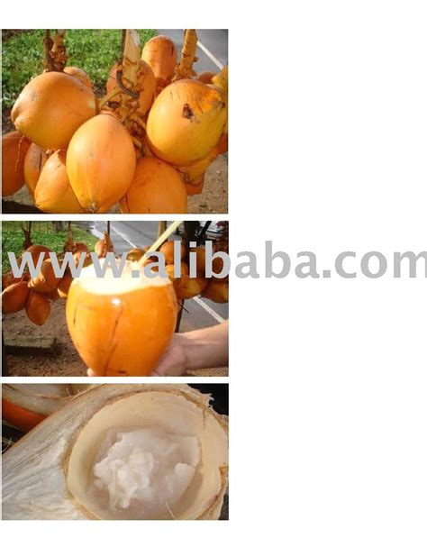Young King Coconut Thambilisri Lanka Mervins Price Supplier 21food