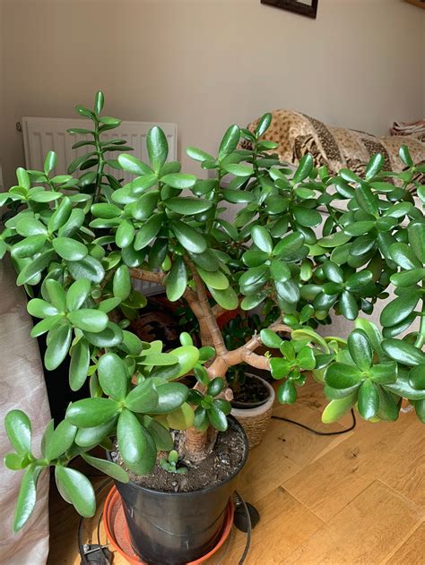 Money Tree Crassula Ovata Jade Tree Lucky Succulent Plant Etsy Uk