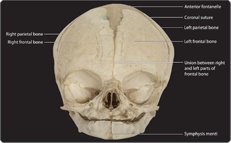 Symphysis Menti