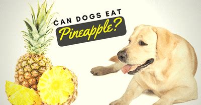 Pineapples also provide several nutrients to pineapple is not only delicious for humans but also a wonderful treat for your canine friends, provided they only eat fresh pineapple in moderation. Can Dogs Eat Pineapples? (Is it Safe?) - Nolonger Wild