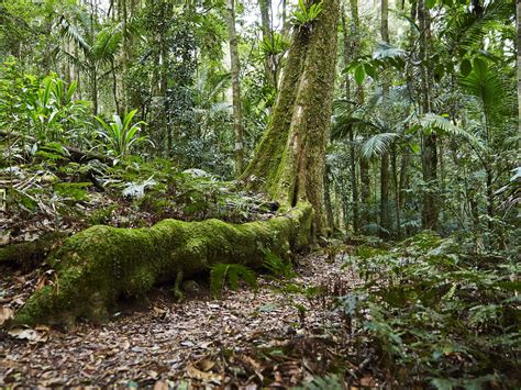Exploring The Ancient Beauty Of The Gondwana Rainforests Must Do