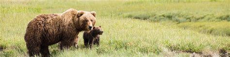 how to photograph wildlife u s national park service