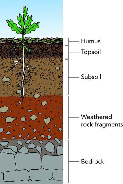 What Is Topsoil What Is It Used For And What Kind Do You Need