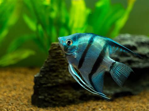 What Types Of Tropical Fish Can Live Together Help Guides