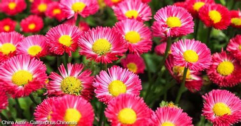 Growing China Aster Caring For Callistephus Chinensis