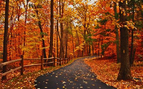 Autumn Road Peaceful Great Walk Path Amazing Forest Orange Park Alley