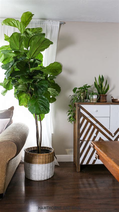 How To Care For A Fiddle Fig Leaf At Edwin Davis Blog