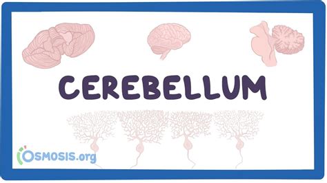 Anatomy Of The Cerebellum Osmosis