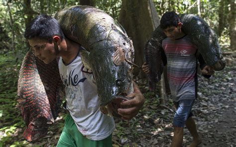 Fotos Mostram Pesca Sustentável Do Pirarucu Na Amazônia Fotos Em