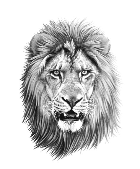 Liontattoodrawinglinework Lion Head Tattoos Lion Tattoo Design
