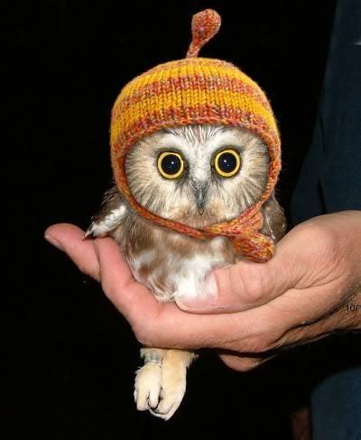 I was wondering if anyone knows where i can get one. I want a pet owl so I can knit him a hat! Squeeee ...