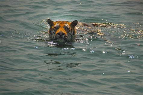 The Enigma Of Sundarbans Tiger Wwf India Bay Of Bengal Ganges Top