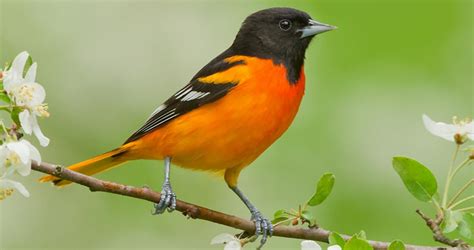 Baltimore Oriole Identification All About Birds Cornell Lab Of