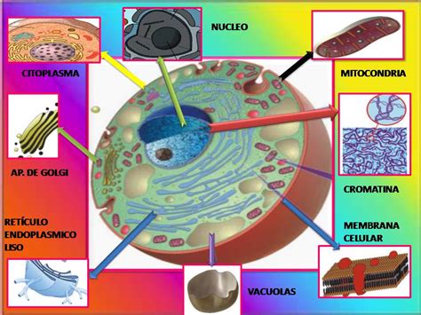 Fisiologia Basica La Celula Y Sus Organelos