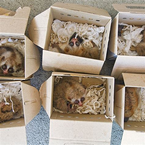 Exotic Pets Easy To Take Care Of | atelier-yuwa.ciao.jp