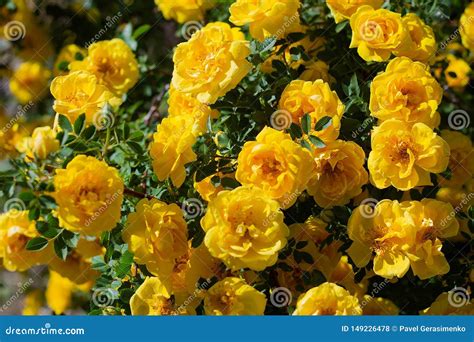 Yellow Wild Rose Bush In Bloom Stock Photo Image Of Rose Briar