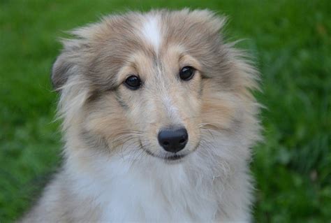 Shetland Sheepdog Breed Info Pictures Personality And Facts Hepper