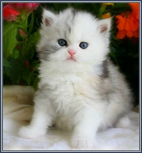 White Himalayan Cat Picture Cat Breeds Gallery Himalayan Kitten