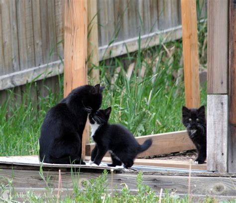 Mother Mom Cat With Kittens Tnr Scenarios Alley Cat Allies