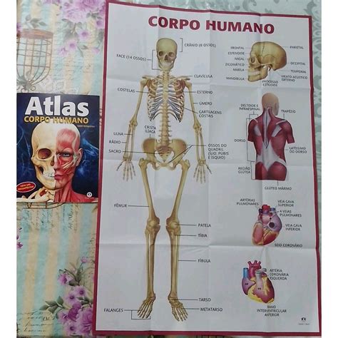 Atlas Ilustrado Do Corpo Humano Com Megaposter Editora Ciranda