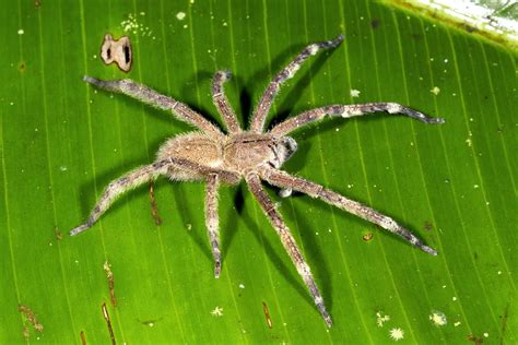 Sie wird als giftigste spinne der welt angesehen. watson - Bild