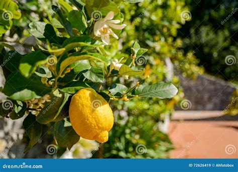 Lemon Tree With Ripe Fruits In An Italian Garden Near The Mediterranean