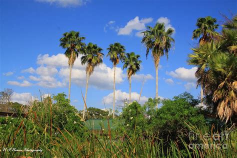 Tropical Florida Photograph By Barbara Bowen Fine Art America