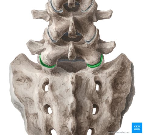 Lumbosacral Joint Anatomy Ligaments And Movements Kenhub